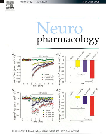 非損傷微測技術實時檢測海馬腦片跨膜鈣離子流